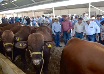 Reactivan Programa de Mejoramiento Genético con subasta de cien sementales