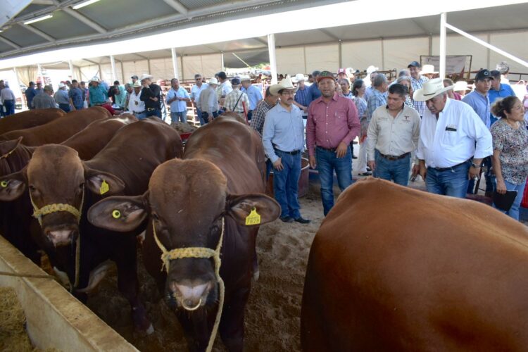 Reactivan Programa de Mejoramiento Genético con subasta de cien sementales