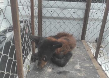 Capturan oso negro en Padilla