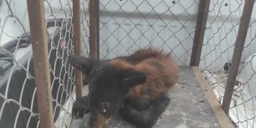 Capturan oso negro en Padilla