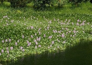 Pide Diputado retirar lirio acuático en sistema lagunario del Tamesí