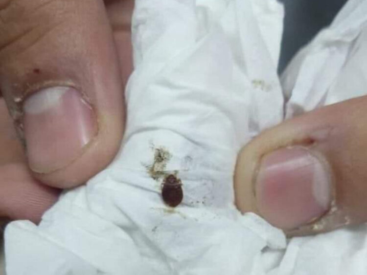 Recomiendan no aplastar las chinches, hay que aplicar insecticidas