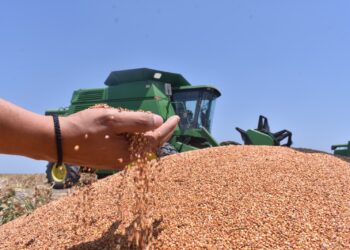 Darán apoyo de 200 pesos por tonelada de sorgo a productores de 12 municipios de Tamaulipas