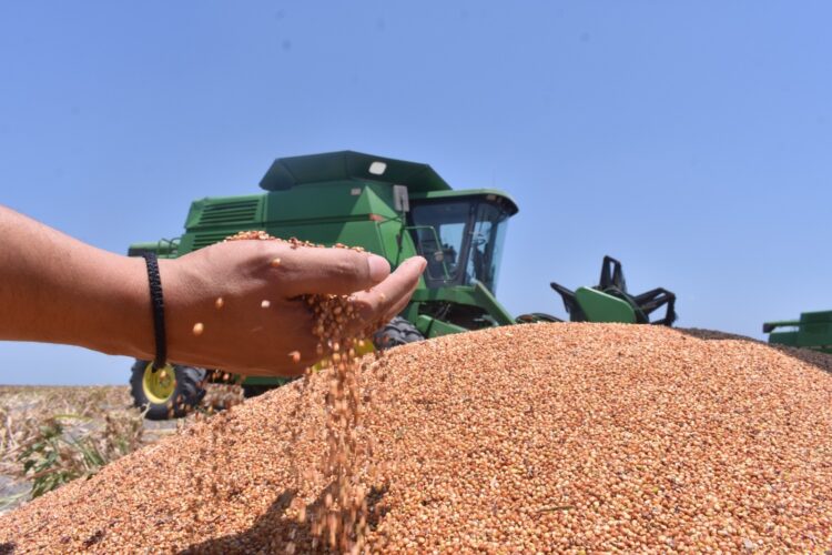 Darán apoyo de 200 pesos por tonelada de sorgo a productores de 12 municipios de Tamaulipas