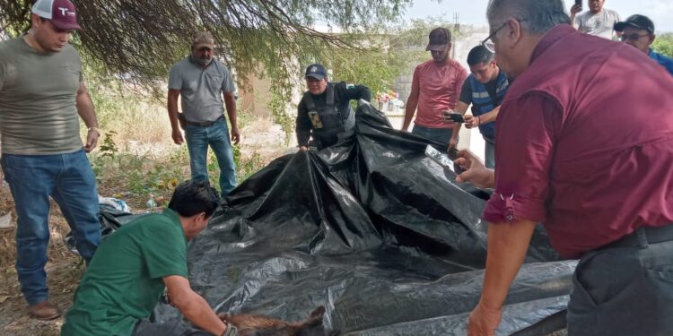 Capturan oso negro en Padilla