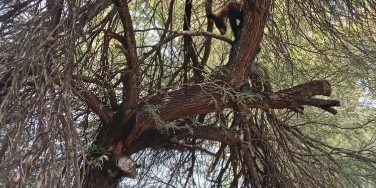Capturan oso negro en Padilla