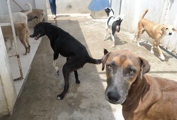 Propone Diputado del MC una Fiscalía para atender maltrato animal