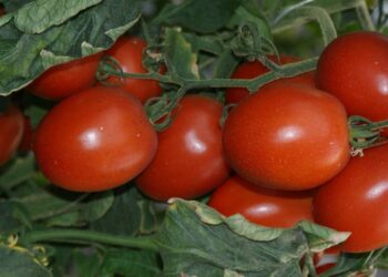 Desarrollan paquete tecnológico para producir jitomate orgánico a pequeña escala