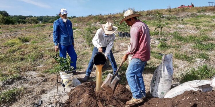 Desarrollan paquete tecnológico para producir jitomate orgánico a pequeña escala