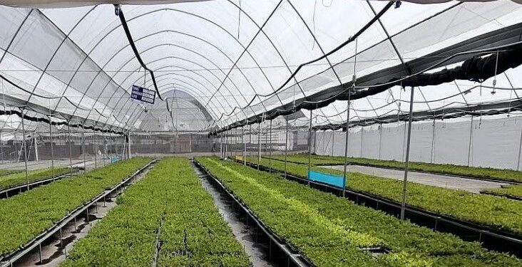 Desarrollan paquete tecnológico para producir jitomate orgánico a pequeña escala