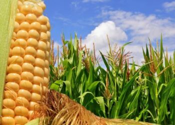 Exigen indemnización agricultores del Distrito Bajo Río San Juan (026)