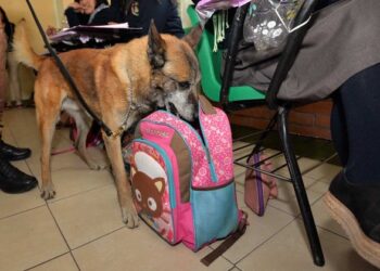 Plantea Diputado uso de perros policía para rastrear drogas y armas en escuelas