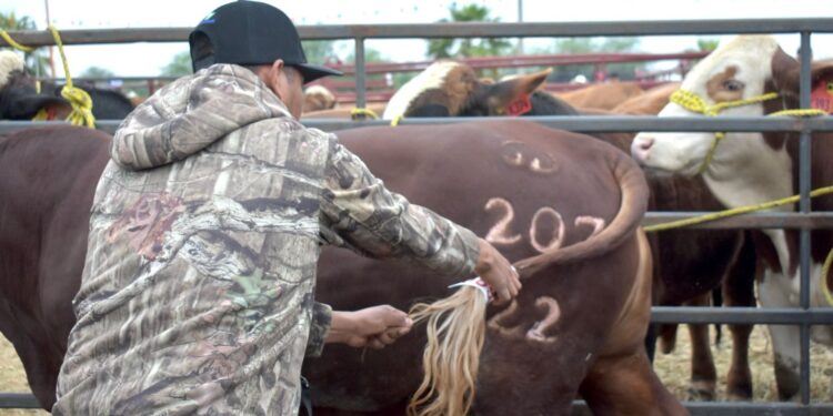 Llevan programa de mejoramiento genético ganadero a Burgos, Méndez y San Fernando