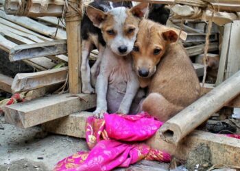 Reforman Código Penal de Tamaulipas para sancionar el maltrato animal