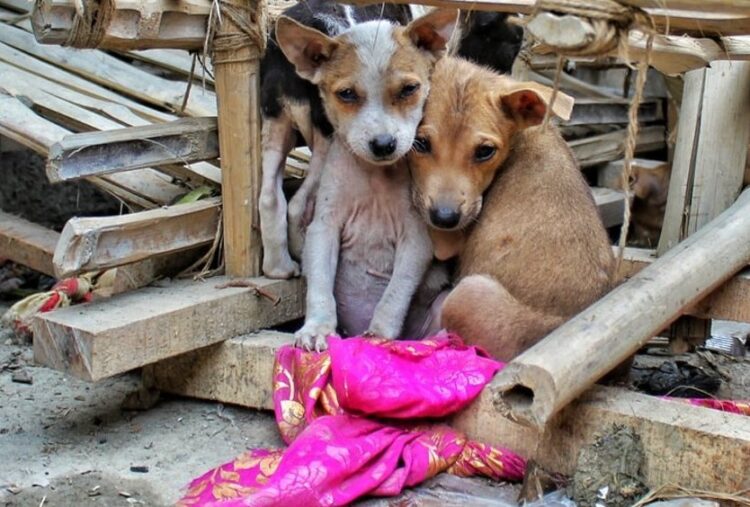Reforman Código Penal de Tamaulipas para sancionar el maltrato animal