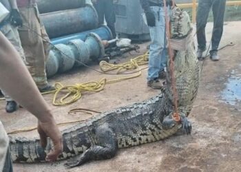 Hallan trabajadores de COMAPA cocodrilo grande en acueducto de Cd. Victoria