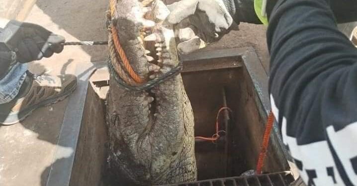Hallan trabajadores de COMAPA cocodrilo grande en acueducto de Cd. Victoria