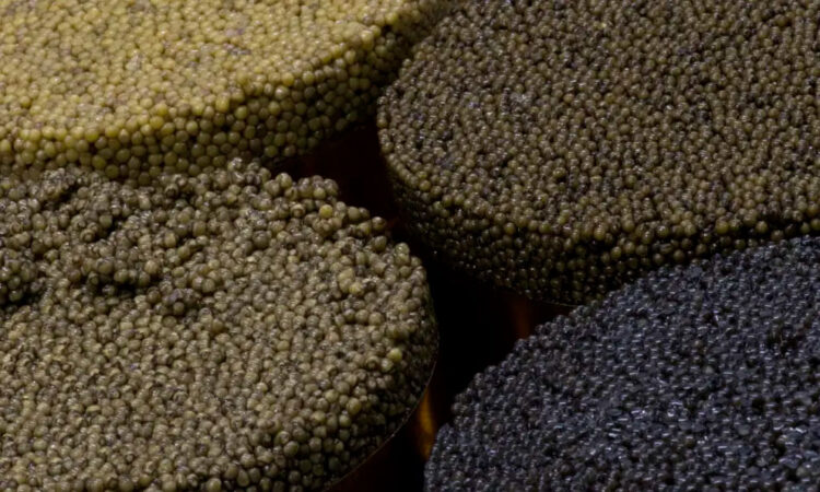 Estudio revela que la mitad del caviar europeo analizado es ilegal