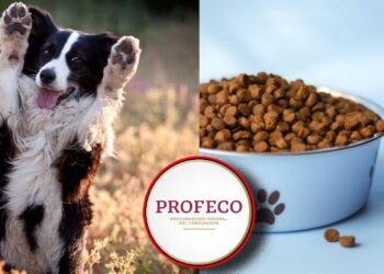 Descubre las mejores croquetas para perro según Profeco: Nutrición y calidad al alcance de tu mascota