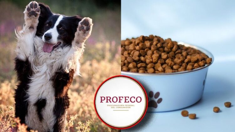 Descubre las mejores croquetas para perro según Profeco: Nutrición y calidad al alcance de tu mascota