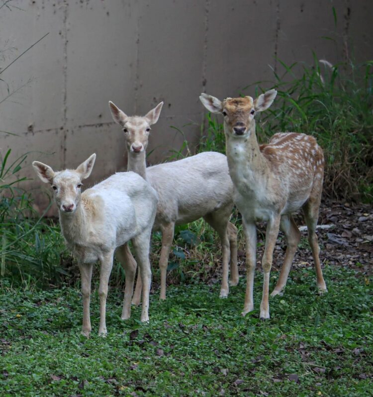Llegan al Zoológico Tamatán ejemplares en donación del Zoo de Nuevo Laredo