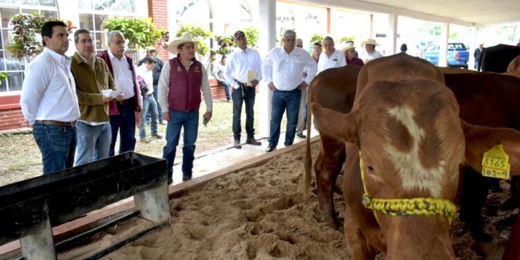 Respalda Américo Villarreal a ganaderos de Aldama con Programa de Mejoramiento Genético