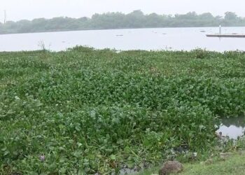 Gran parte del sistema lagunario de Tampico invadido de lirio acuático