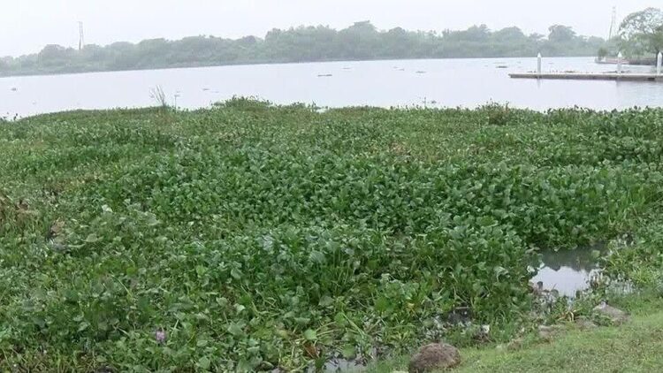 Gran parte del sistema lagunario de Tampico invadido de lirio acuático