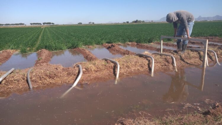 Desarrolla INIFAP plataforma digital que ayuda al ahorro de agua en cultivos de riego