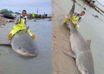 Capturan en ejido “Aquiles Serdán” de Altamira a tiburón de 300 kilos