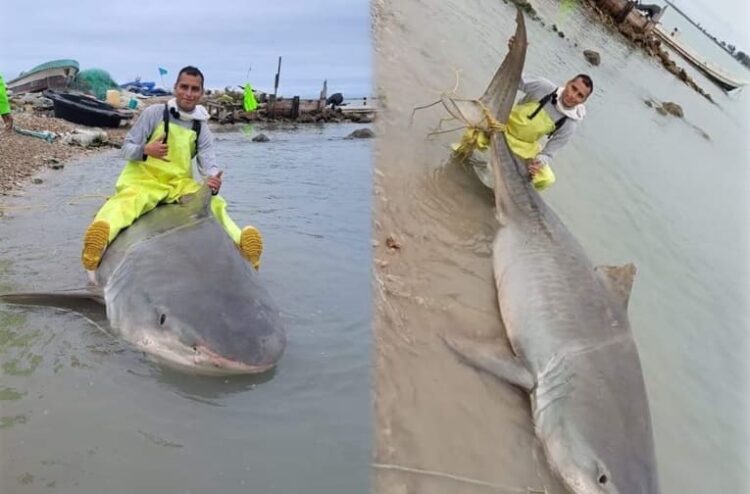 Capturan en ejido “Aquiles Serdán” de Altamira a tiburón de 300 kilos
