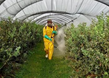 Si mantienen prohibición del glifosato sería tiro de gracia al campo