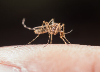 Aumentan más de 4 veces los casos de dengue en México en un año