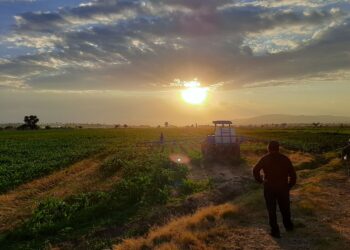 Publica SADER Reglas de Operación de Producción para el Bienestar 2024