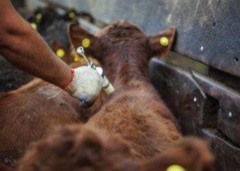 Convoca UGRT a restablecer programas para avanzar en sanidad e impedir quiebra de ganadería en Tamaulipas