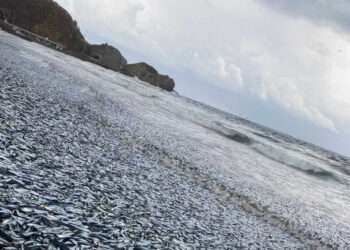 Pescadores hallan miles de peces muertos en las costas de Japón