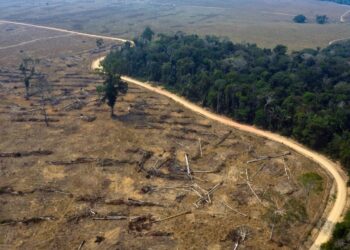 Notable disminución en la deforestación de la Amazonía brasileña en noviembre