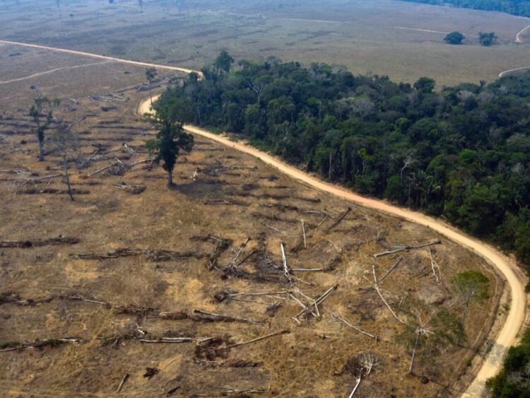 Notable disminución en la deforestación de la Amazonía brasileña en noviembre