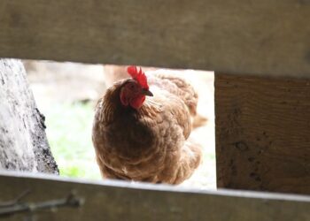 Hungría sacrifica 26,500 pavos por brote de gripe aviar H5N1