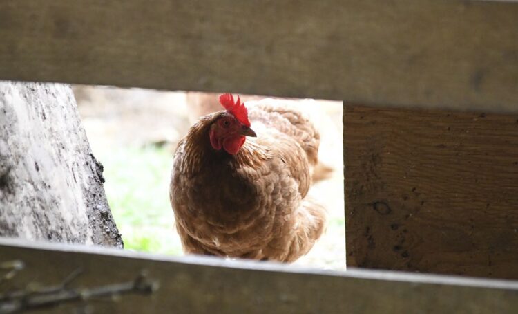 Hungría sacrifica 26,500 pavos por brote de gripe aviar H5N1