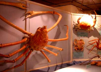 Este es el cangrejo más grande del mundo