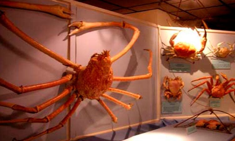 Este es el cangrejo más grande del mundo