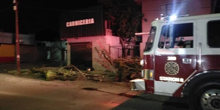 Vientos derriban árboles