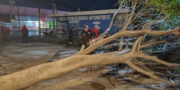 Vientos derriban árboles