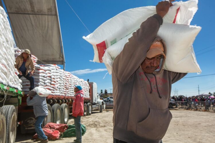 Llegará fertilizante gratuito de Bienestar 2024 para cultivos básicos en Tamaulipas