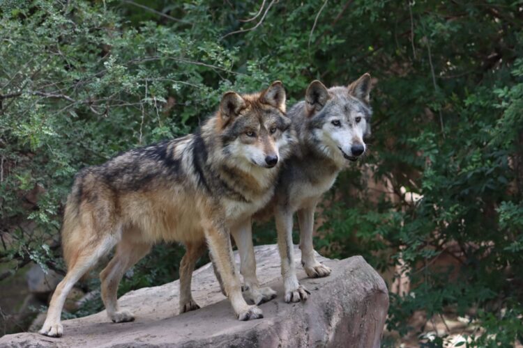 Participa Tamaulipas en Programa Binacional del Lobo Gris Mexicano
