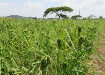 Promueven cultivo del cereal mijo como forraje y para atender sequía y desertificación