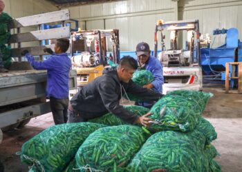Es México el tercer productor de chile verde en el mundo