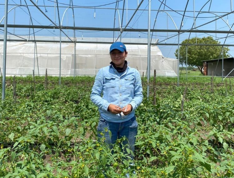 Identifica UAT plantas con potencial de bioinsecticida