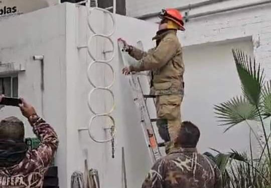 Capturan lince en pleno centro de Victoria